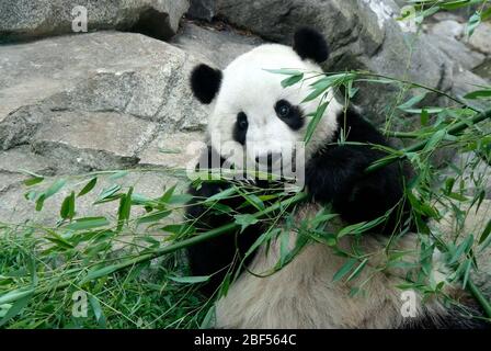 Giant Panda. Tai Shan,Bamboo,Species: melanoleuca,Genus: Ailuropoda,Family: Ursidae,Order: Carnivora,Class: Mammalia,Phylum: Chordata,Kingdom: Animalia,male,Giant Panda,Bear,yard,outside,horizontal Stock Photo