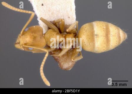 Tapinoma fulvum sublucidum. 28 Dec 20163 Stock Photo