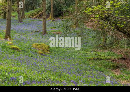Bluebells woods in the Lake District National Park in May. These woods always give a brilliant display of this beautiful flower, as shown. Stock Photo