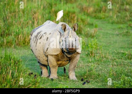 An Indian rhinoceros (Rhinoceros unicornis) stands grazing with an egret on its back in Kaziranga National Park, Assam, northeastern India Stock Photo