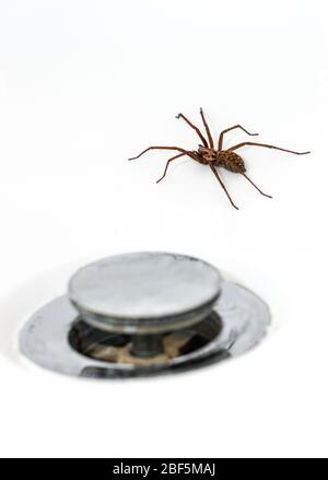 Giant House Spider (Tegenaria Duellica also know as Tegenaria Gigantea) pictured in a bath next to the plughole