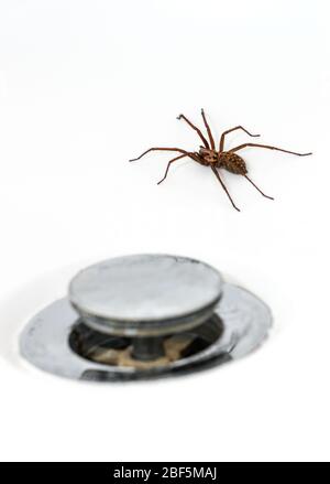 Giant House Spider (Tegenaria Duellica also know as Tegenaria Gigantea) pictured in a bath next to the plughole Stock Photo