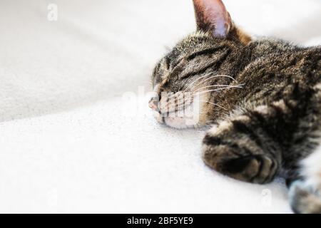 Old brown tabby female cat is sleeping on bed covered with white blanket with copy space, Stock Photo
