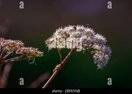 insect on hogweed cow parsnip Stock Photo