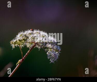 Hogweed cow parsnip with inset on Stock Photo