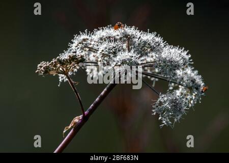 Hogweed cow parsnip with inset on Stock Photo