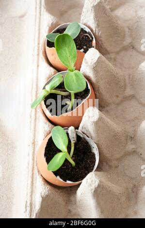 Small garden at home, eco planting vegetables in eggshells , zero waste Stock Photo