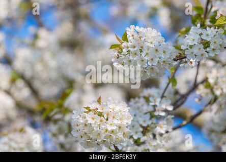 Wild Cherry blossom, Prunus avium. Stock Photo