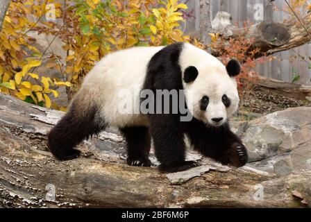 Giant Panda. fall color,fall leaves,Tai Shan,Species: melanoleuca,Genus: Ailuropoda,Family: Ursidae,Order: Carnivora,Class: Mammalia,Phylum: Chordata,Kingdom: Animalia,Giant Panda,Bear,male,yard,outside,horizontal,fall foliage Stock Photo