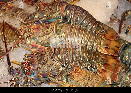 Ornate Rock Lobsters Panulirus ornatus For Sale At Hua Hin Night Market, Thailand Stock Photo
