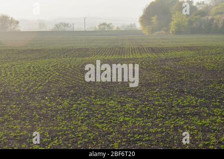 New crops start to sprout in English farm fields in spring, March 2020 Stock Photo
