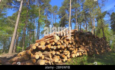 Scotch pine, Scots pine (Pinus sylvestris), stack of timber in a forest, Germany Stock Photo
