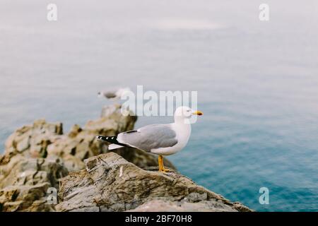 beautiful seagull on the rocky beach. Seagulls in Italy. Beautiful fine art photo Stock Photo