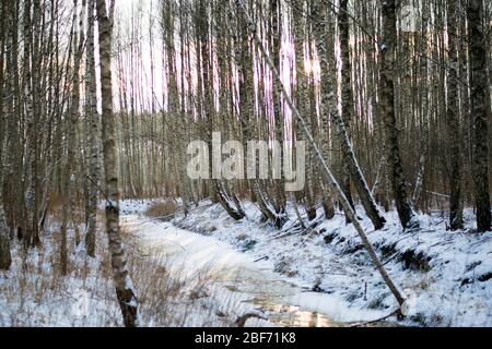 Morning seen in a swamp during winter Stock Photo