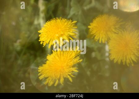 dandelion flowers in focus with golden bokeh effect on the meadow Stock Photo