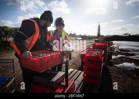 Sandfields Farm, near Harvington, Worcestershire, UK. 6th April 2020.  // Pictured: Migrant workers weigh harvested asparagus on scales. Stock Photo