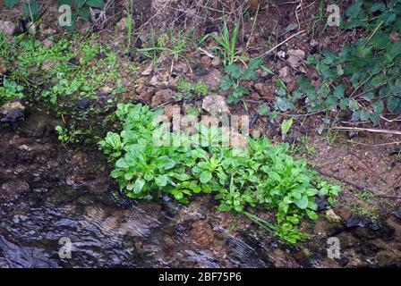 Brookweed or Water pimpernel (Samolus valerandi) in nature Stock Photo