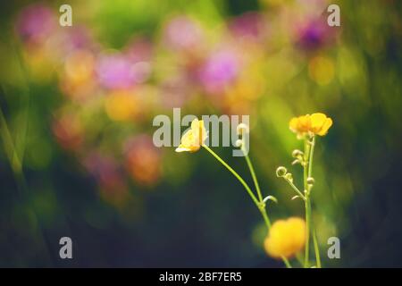 Bright yellow Buttercup flowers bloom on a green summer meadow, illuminated by warm sunlight. Stock Photo