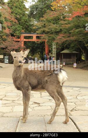 Sika deer in Nara japan Stock Photo