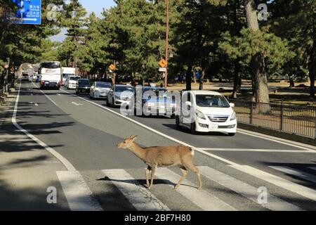 Deer crossing thé street in the city of Nara Stock Photo