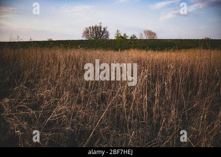 Walking through high, dry grass field under the blue sky with clouds on the outskirts of Zagreb city, capital of Croatia Stock Photo