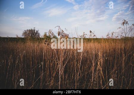 Walking through high, dry grass field under the blue sky with clouds on the outskirts of Zagreb city, capital of Croatia Stock Photo