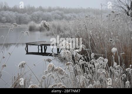 Frozen dry reeds grass on the lake Stock Photo