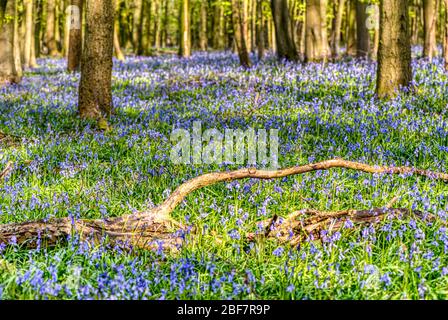 Bluebell woods, Upper Wield, Alresford, Hampshire, UK Stock Photo