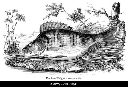 Engraving of a three pound perch scanned at high resolution from an angling book printed in 1825. This image is believed to be free of all copyright. Stock Photo