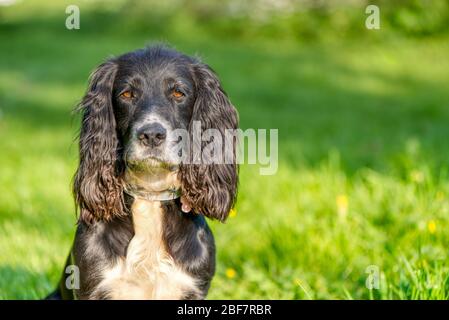 Black cocker spaniel in the countryside, Upper Wield, Aresford, Hampshire Stock Photo