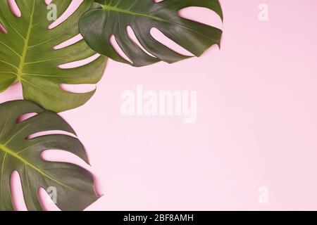 Monstera leaves on pink background Stock Photo