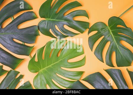 Monstera leaves on yellow, summer background Stock Photo