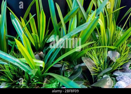 Nice and textural,green and clean plant leaves. Stock Photo