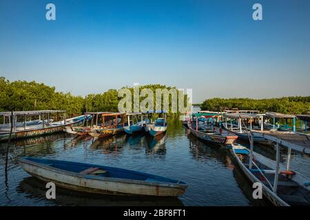 Gambia Mangroves. Lamin Lodge. Traditional long boats. Green mangrove trees in forest. Gambia. Stock Photo