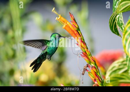 A Blue-chinned Sapphire feeding on a Sanchezia flower in the bright sunlight. Stock Photo