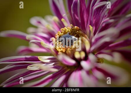 White and pink Gerbera daisy with water droplet dew in the centre of the flower Stock Photo