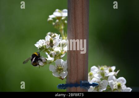 Bee on blossom blackberry bush Stock Photo