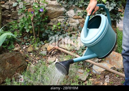 A gardener is watering plants with a watering can Stock Photo