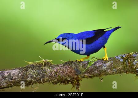 Shining Honeycreeper in Costa Rica rainforest Stock Photo