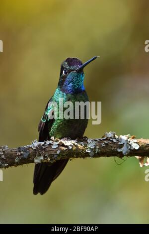 Talamanca Hummingbird in Costa Rica cloud forest Stock Photo