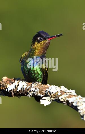Fiery-throated Hummingbird in Costa Rica cloud forest Stock Photo