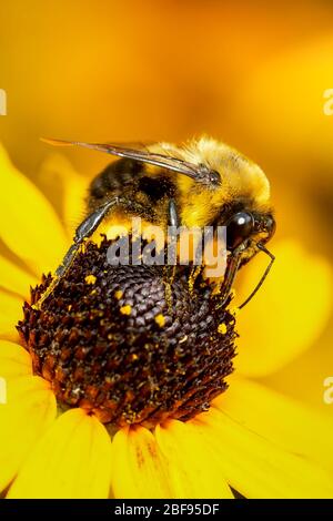 Bumble bee collecting pollen on a yellow rudbeckia flower with a soft blurred background Stock Photo