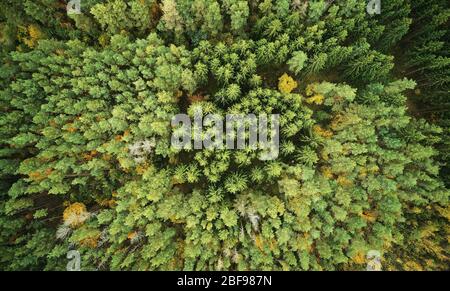 Evergreen pine forest above top drone view. Pattern of forest Stock Photo