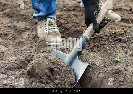 A man in blue jeans and laced moccasins digs the ground with a shovel. Preparing a garden for spring planting vegetables Stock Photo