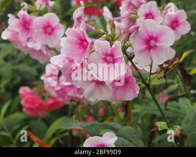 Pink Phlox flowers covered with water droplets. After the rain. Close up. Stock Photo