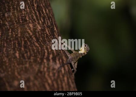 A wild Sulawesi lined gliding lizard (Draco spilonotus) moving on a tree in Tangkoko Nature Reserves, North Sulawesi, Indonesia. Stock Photo