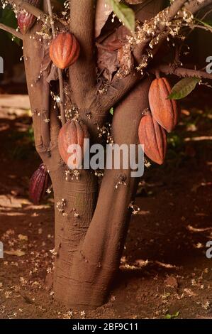 Group of ready to ripe cacao pods hang on tree Stock Photo