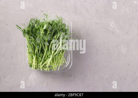 Peas microgreen is located in a plastic container on a gray background, Top view, copy space Stock Photo