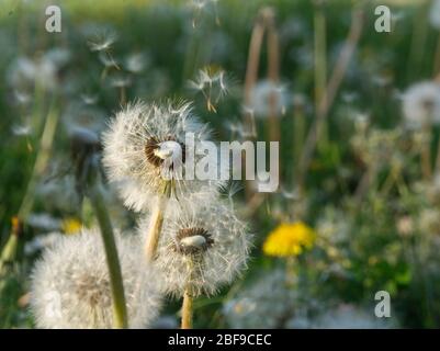 Dandelion pappus with flying seeds in Spring Stock Photo