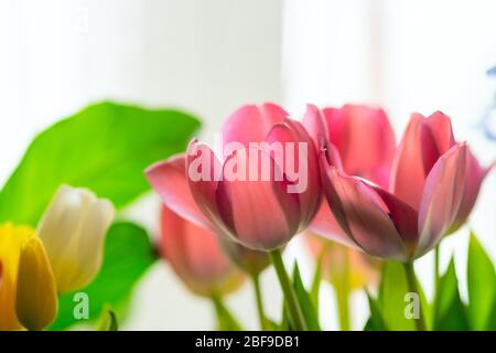 Pink and yellow tulips with greenery. On a white background. Close up view. Stock Photo